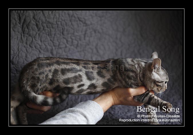 Charcoal chez le bengal : le gène de l'ALC (Léopard d'Asie). Bengal