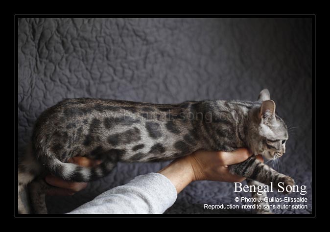 Mâle bengal silver à rosettes, porteur de melanistic et sepia. Black Jaguar