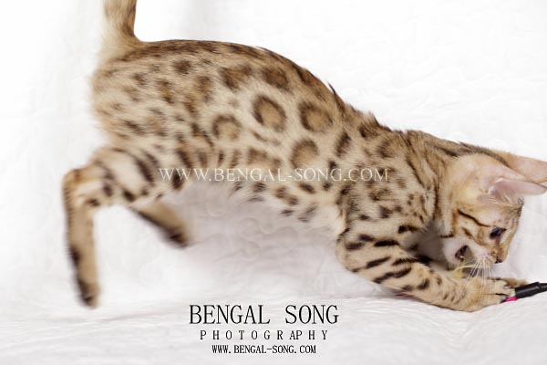 Chaton bengal disponible type sauvage