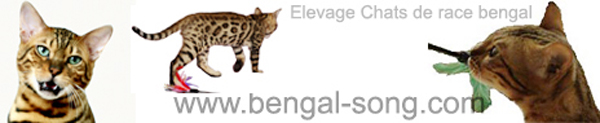 Chatterie Bengal Song : Elevage de chats de race bengal