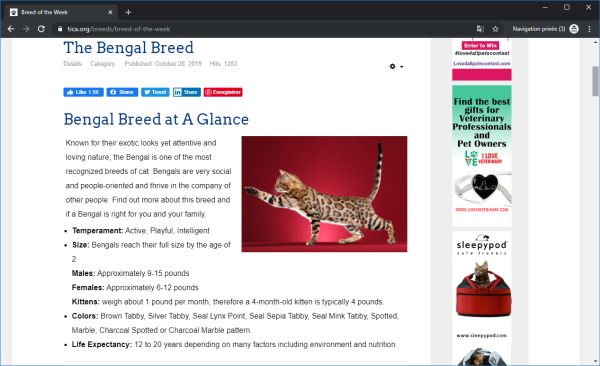 TICA : Flash sur le chat de race bengal