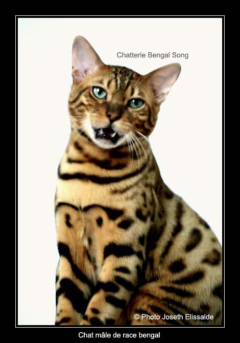 Prendre Soin De Son Chat Bengal Prendre Soin De Son Chat Bengal