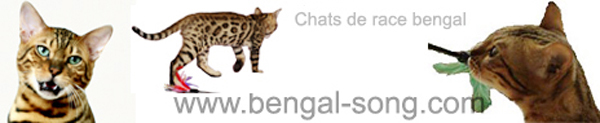Bengal Song : Chats de race bengal