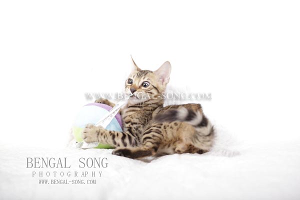 Chaton bengal à réserver