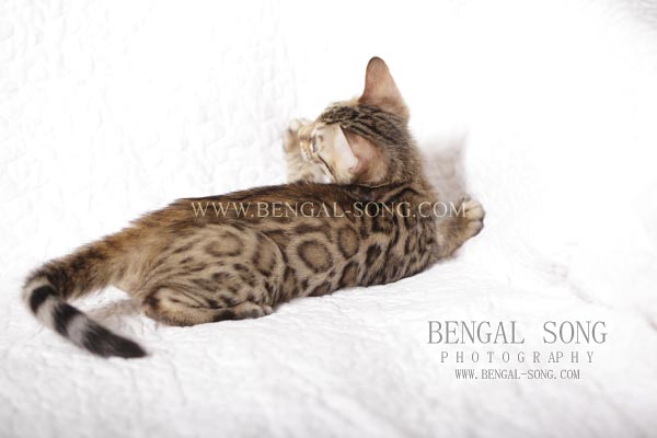 Chaton bengal disponible. Grandes rosettes fermées