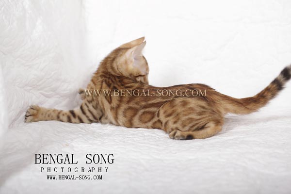 Chaton bengal disponible, rosettes fermées