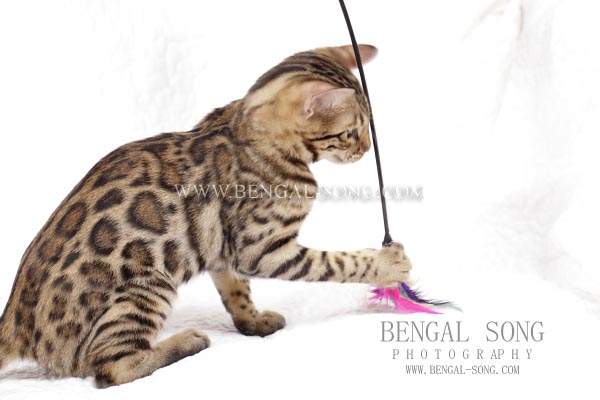 Chaton bengal énormes rosettes fermées type sauvage