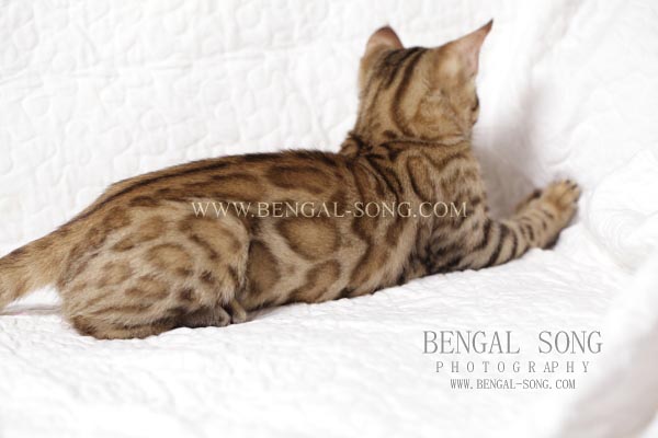 Chaton bengal à très larges rosettes fermées et type sauvage